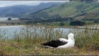 Live Royal Albatross Cam - #RoyalCam - New Zealand Dept. of Conservation | Cornell Lab