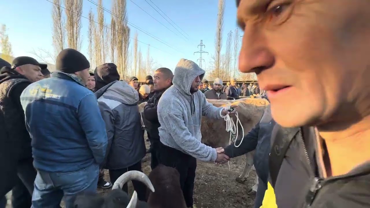 ANGREN MOL BOZORI SIGIRLAR QATORI 27.11.25 fermer.uz 