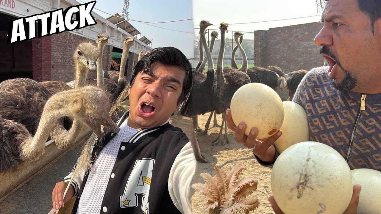 Ostrich Lena Agea 😍 Mamu Egg Chor ☹️