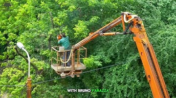 Tree Weight Reduction | Safe Tree Pruning by Bruno Ferazza Tree Service