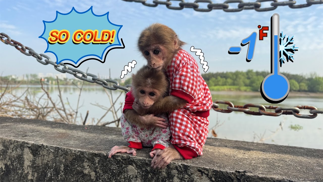 What Happens When Lucky and Sunny Go Outside in −1°F Cold Weather?