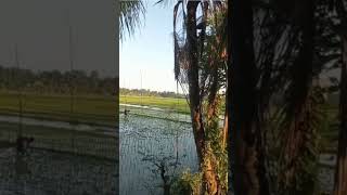 Ngopi Sore Hari Di Depan Rumah Sambil Menikmati Pemadangan Sawah Yg Indahshortsngopisore