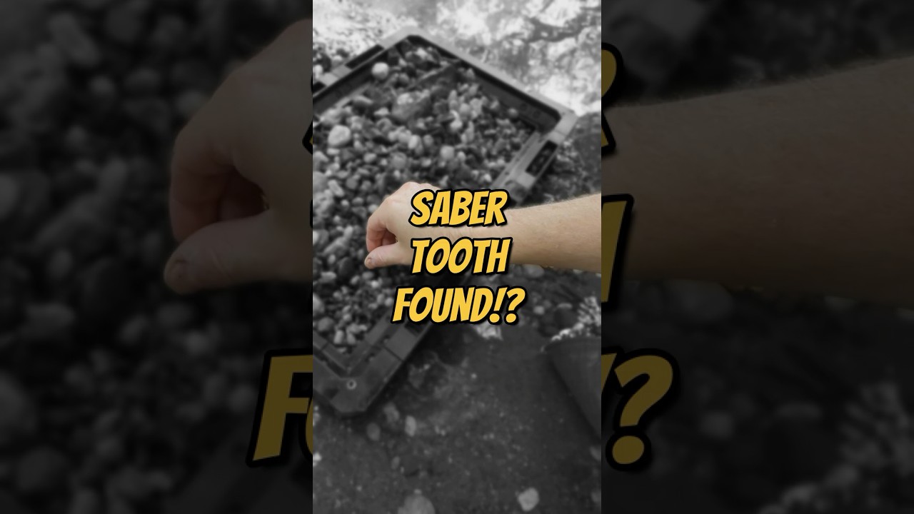 CRAZY Prehistoric Fossil Tooth!