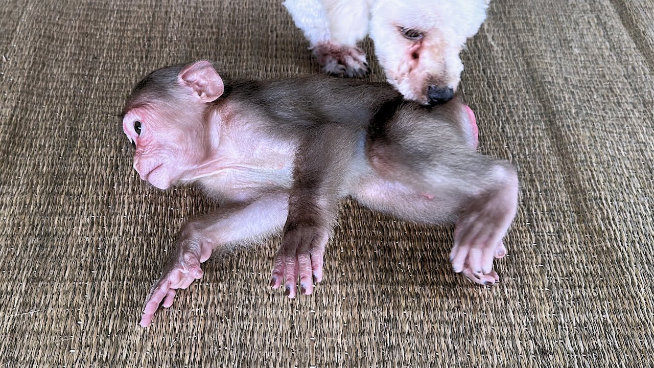 Прекратите немедленно!!! Опасные игры обезьянки Каки и собаки Люси!