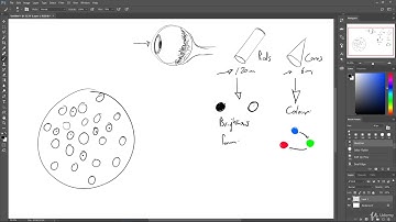 2. Module 1 Light and Color Art Fundamentals ( 1. Light, Color and the Eye )