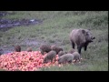 Bache mit Frischlinge / Wild Boar with piglets/ Krmača s prascima - Blatuško brdo