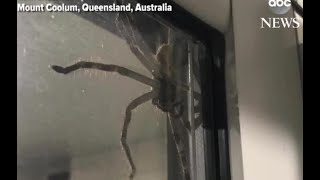 Mive Spider Aragog Goes Viral