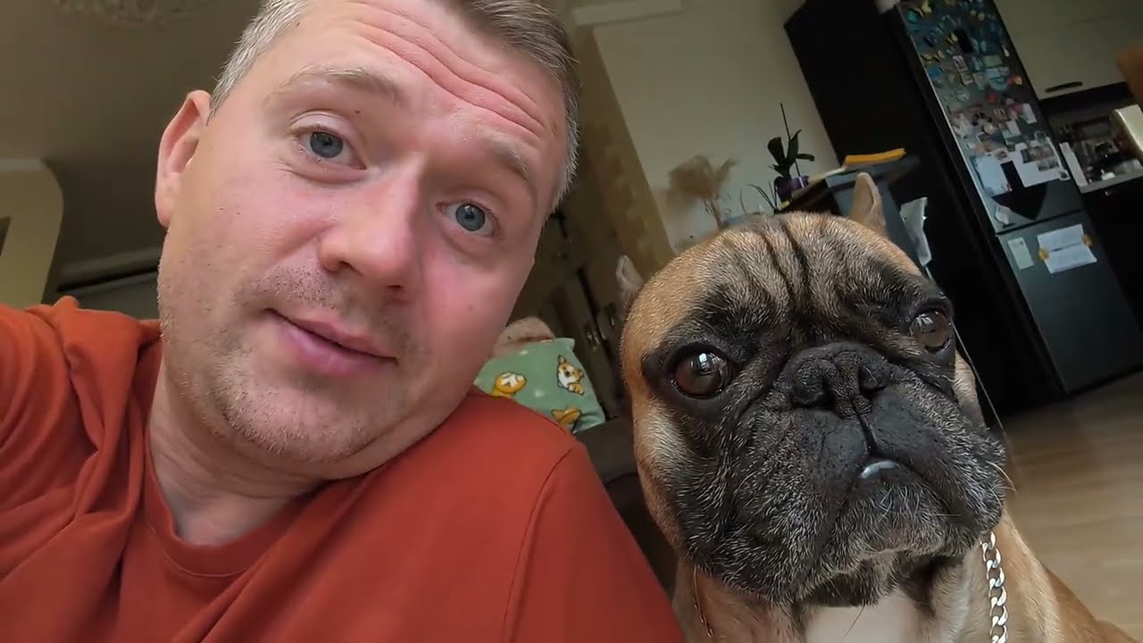 Жертва бабушкиной любви #одеждадлясобак #французскийбульдог #собакиприколы #собака #бульдоги 