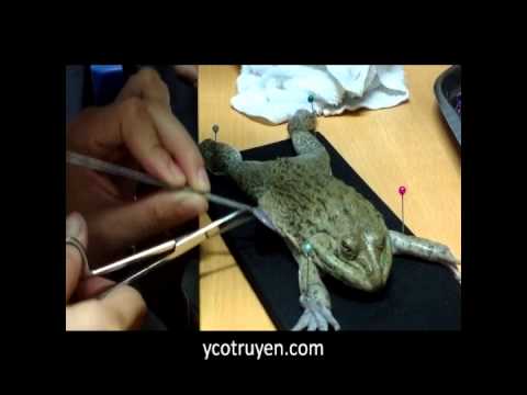 Sinh lý bệnh- Rối loạn tuần hoàn tại ô viêm || ycotruyen.com.wmv