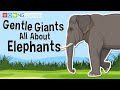 Elephant Behavior and Characteristics