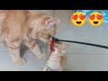 The most adorable kitten   cats vn