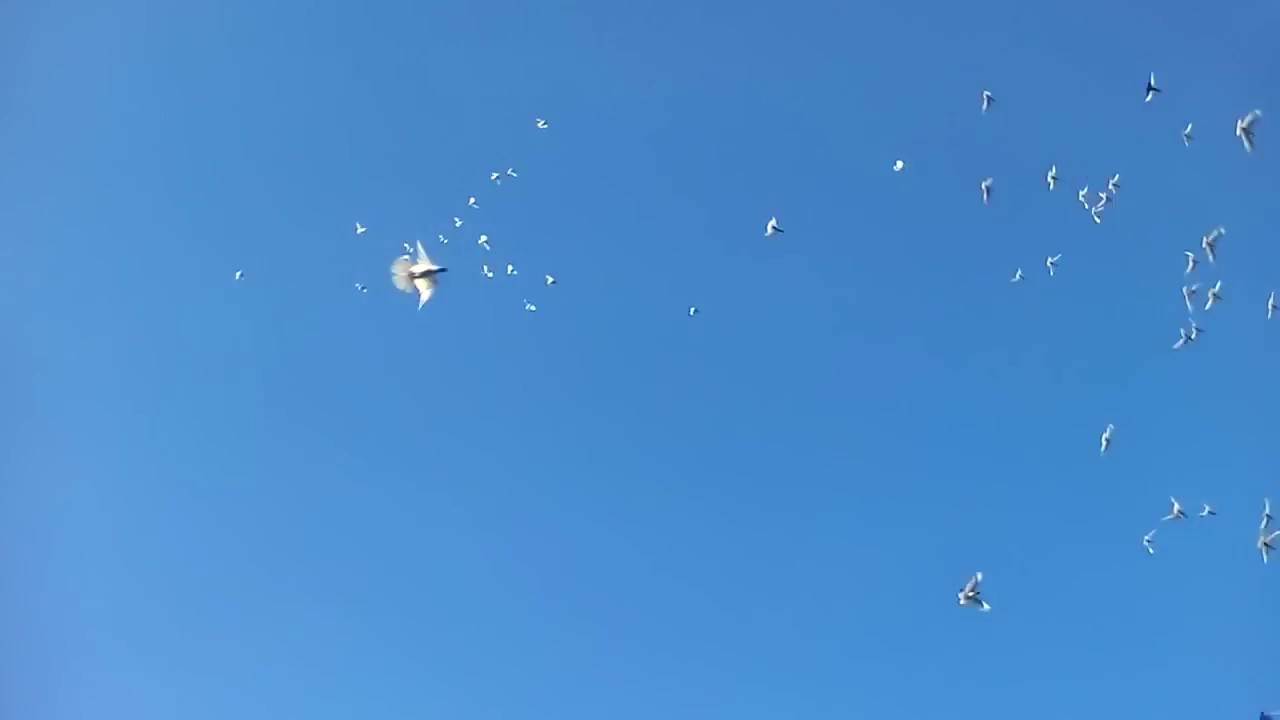 голубь - Вечерний гон красноголовых