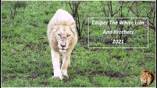 Casper The White Lion And His Brothers - Watch It all!