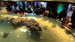 Touch Tanks lets visitors touch sharks and rays
