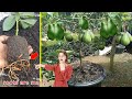 How to cuttings avocado to grow roots 100% successful...