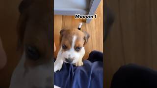 #dog #puppy #beagle #beaglepup #beagledog #pets #beagleboy #beagleworld #funny #funnyvideo