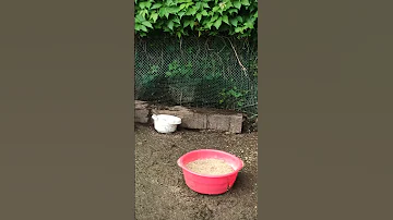 Существенное отличие мускусной утки от мулардов.