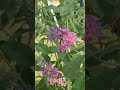 Fiori e giardino!