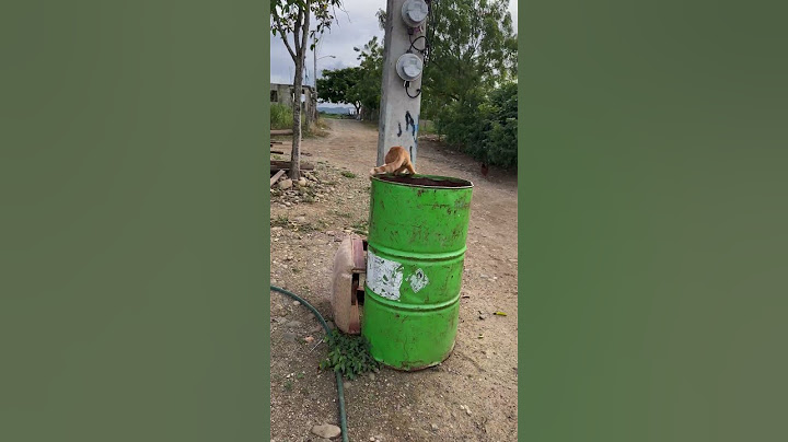 Cat Gets Head Stuck in Takeout Container While Digging Through Trash