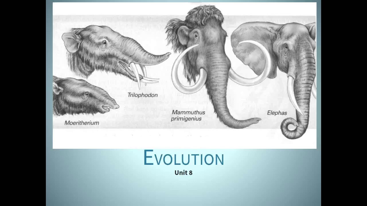 Evolution - Lesson 1 - The Origin of Life - YouTube