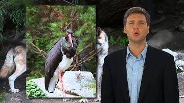 Survival of the Fittest - David Rives