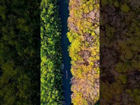 Video Rừng ngập mặn Rú Chá - Huế vào thu - youtube