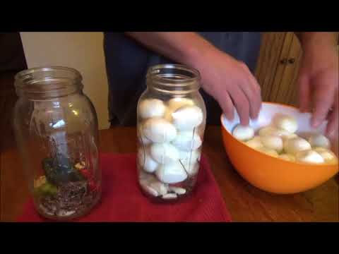 How to Make Dilled Pickled Eggs