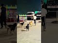 Dog angry 😡 ho gaya 🐶🤸♂️ #DogFlip #DogTrick #AgilityDog #FunnyDogs #DogLovers #petshub #doglove