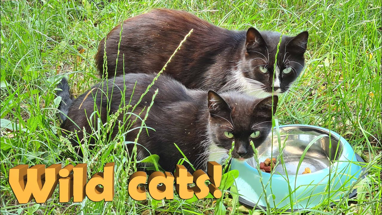 download free street cats download free street cats