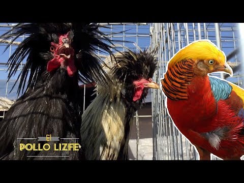 Video: Las aves de Guinea son mascotas útiles y exóticas