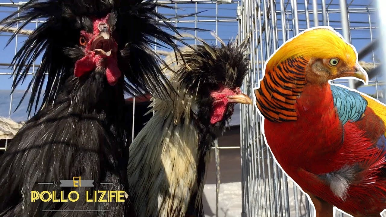 VISITAMOS UN MERCADO DE AVES EXÓTICAS