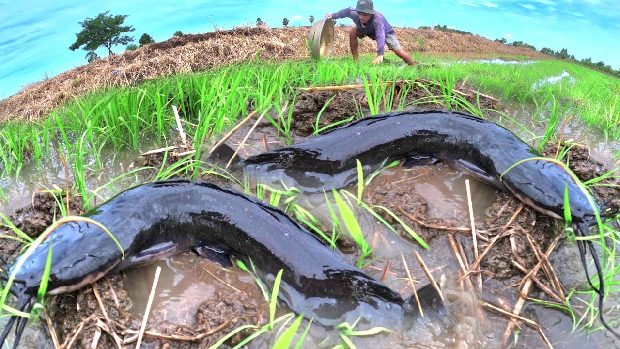 Top Amazing fishing, catch a lot of fish rice field and pick duck eggs ...