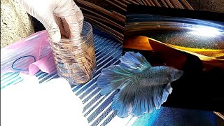 How to culture infusoria : Simple live food culture for growing betta fry.