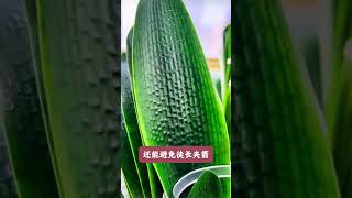 Top 10 Flower Growing Tips for Beginners
