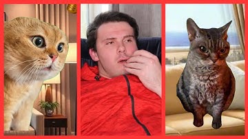 Catmemes🐱 Thoughts That Will Snap your Mind in Half |Part1,2,3 Compilation @Ryanhdlombard #shorts