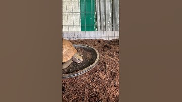 Rùa Núi Vàng ăn ốc sên