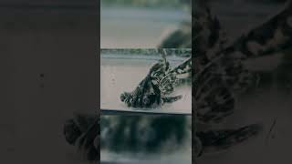 Irwini Giant Talking Catfish