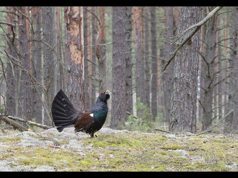 Vakarinio kurtinio ekologija, tuokviečių paieška ir registravimas Lietuvos miškuose