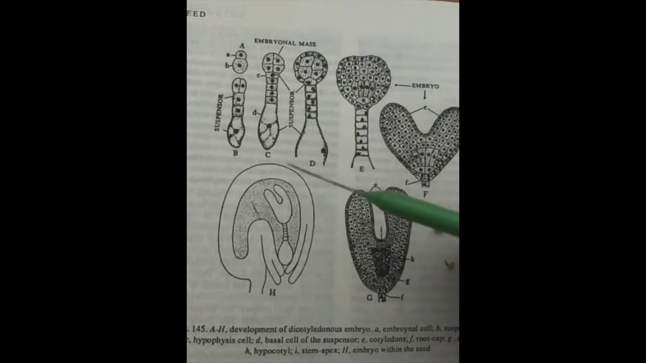 Dissect Embryo Practical Exercise : Dissection of Dicot Embryo from Raphanus species ...