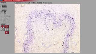 Histologi Cns Cerebellum