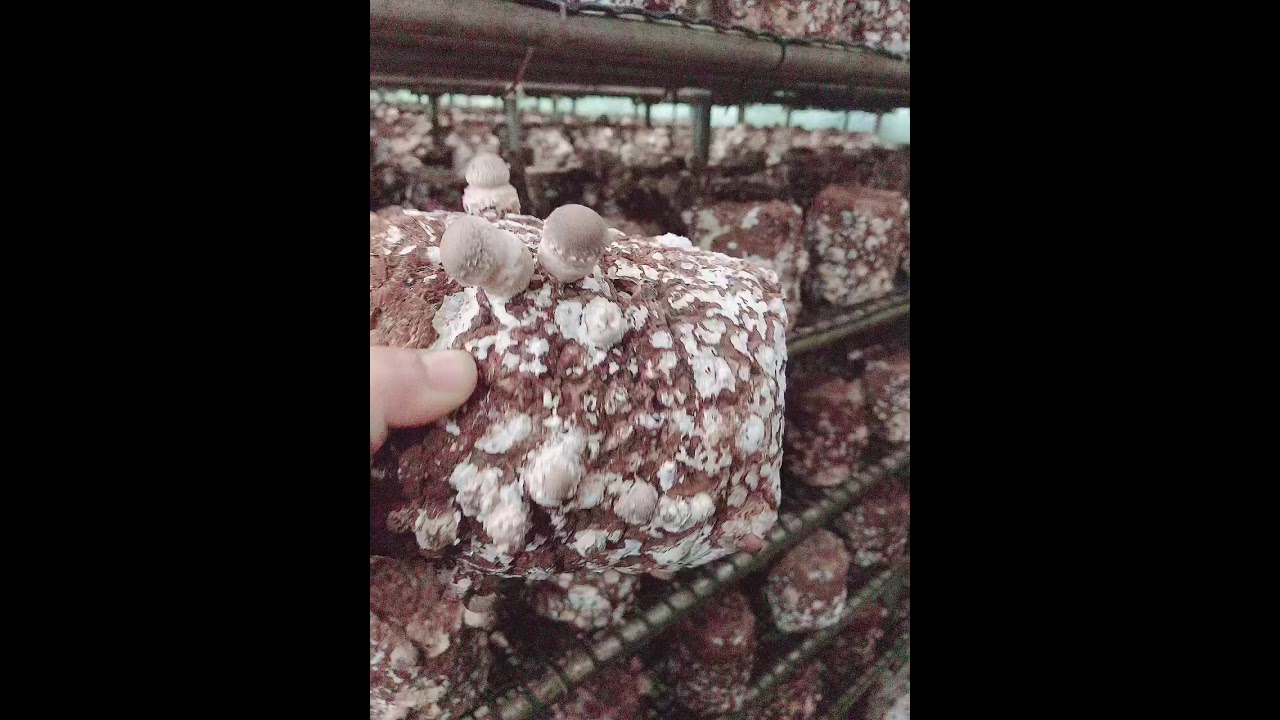 LENTINULA EDODES / SHITTAKE IN JAPAN / TRỒNG NẤM HƯƠNG CÔNG NGHIỆP TẠI NHẬT BẢN