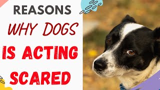 Why Is My Dog Acting Scared (Reasons Explained)