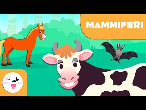 Video: Mammiferi è una parola?