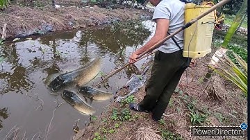 kích cá rãnh vườn bắt cá lóc khủng ẩn lấm trong bèo