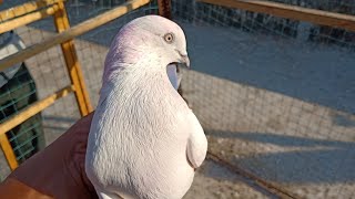 High Flyer Pigeons For Sale Mumbai Mumbra Thane