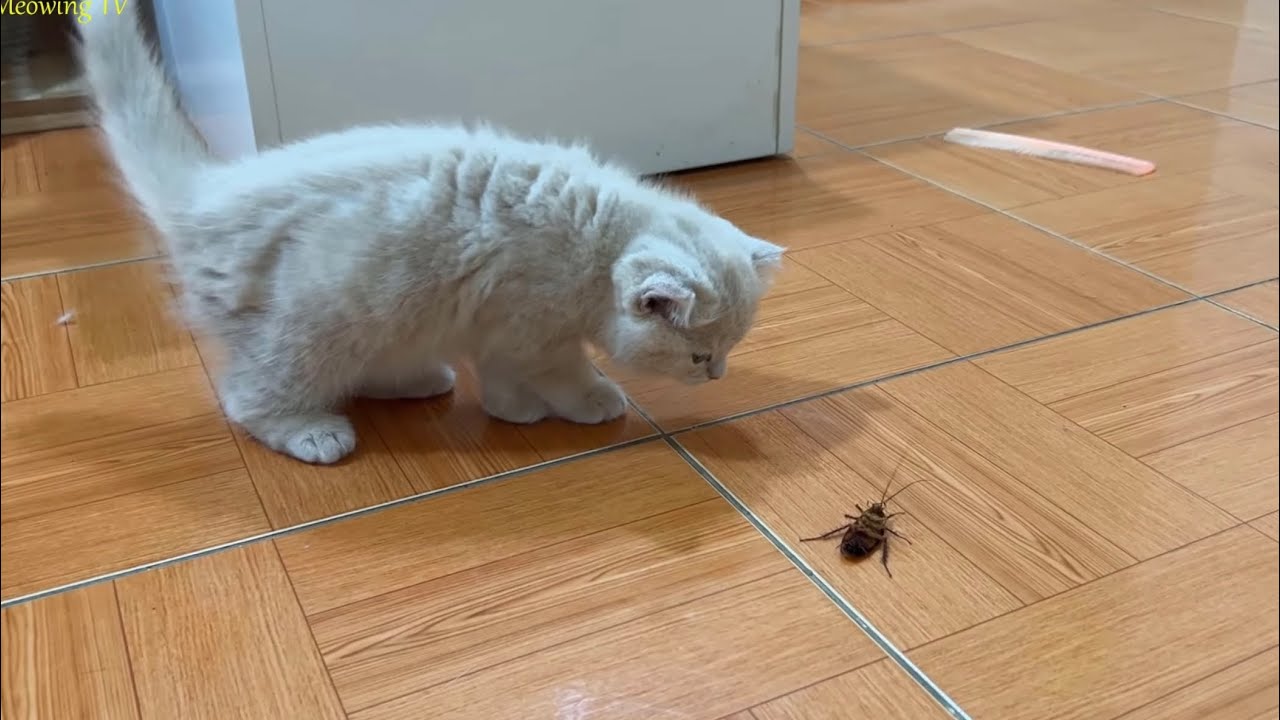 The clever cockroach faked his death many times to escape the siege of the cats.