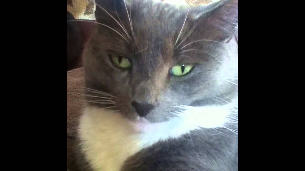 Funny Cat Facial Expressions #1 