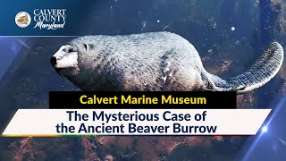 The Mysterious Case of the Ancient Beaver Burrow