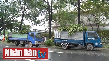 Đà Nẵng cắt tỉa cây xanh ứng phó mùa mưa bão