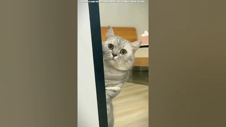 Video 11434421: cat pets animal facts, cat funny facts pets, cat pets love animal